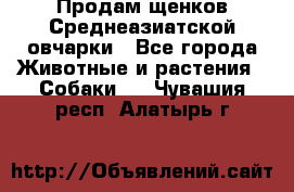 Продам щенков Среднеазиатской овчарки - Все города Животные и растения » Собаки   . Чувашия респ.,Алатырь г.